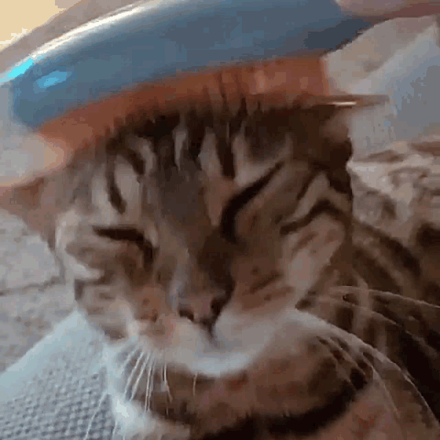 Cat Kitty GIF