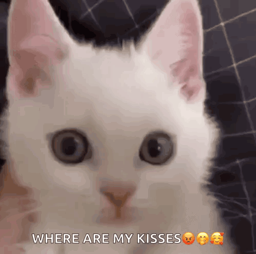 Cat Kitty GIF