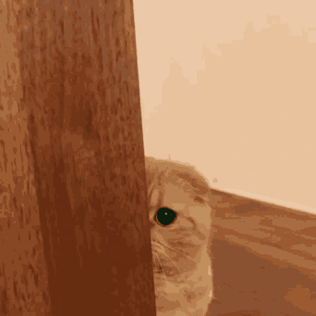 Cat Kitty GIF