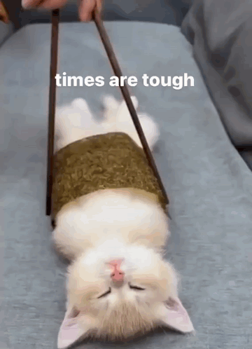 Cat GIF