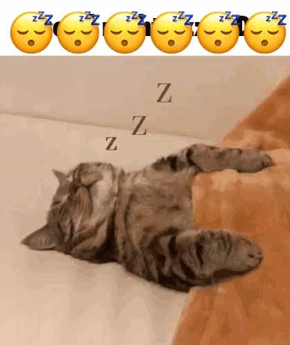 Cat GIF