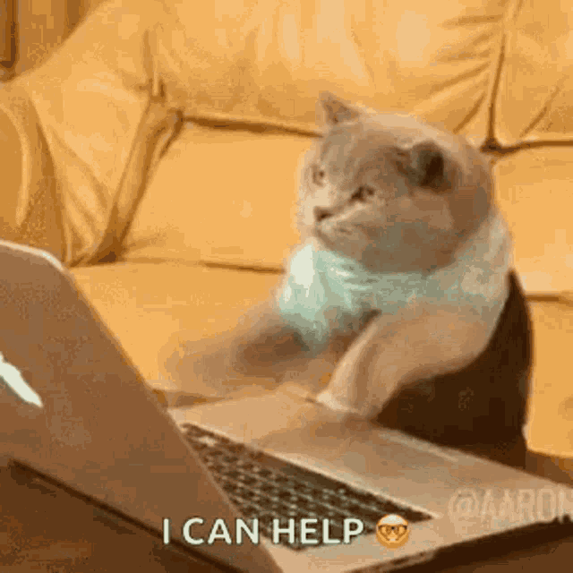 Cat Laptop GIF