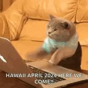 Cat Laptop GIF