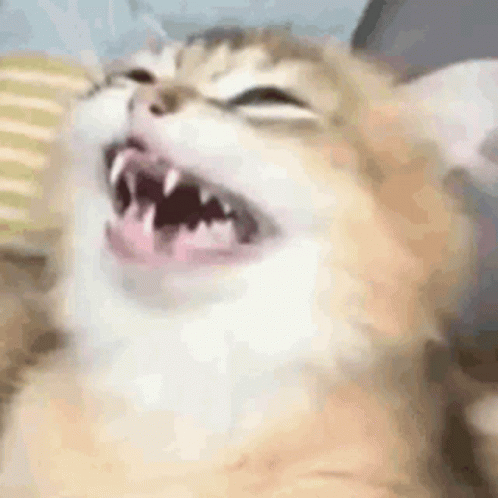 Cat Laugh GIF