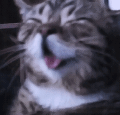 Cat Laughing GIF