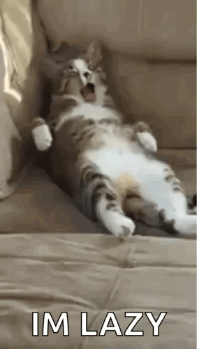 Cat Lazy GIF