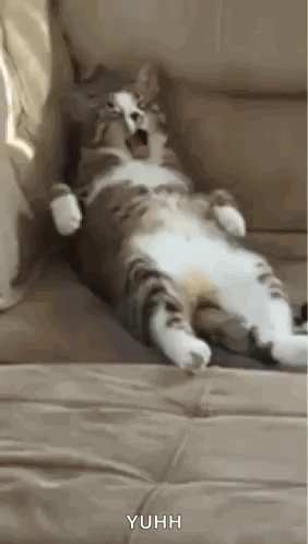 Cat Lazy GIF