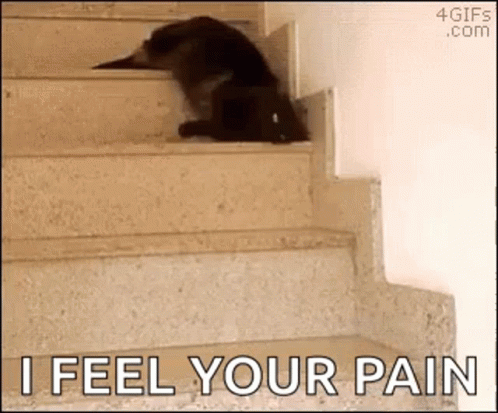 Cat Lazy GIF