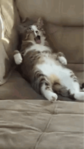 Cat Lazy GIF