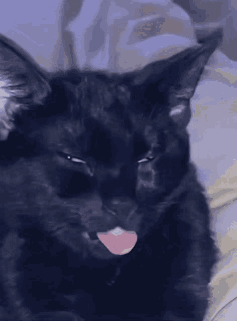 Cat Lick GIF
