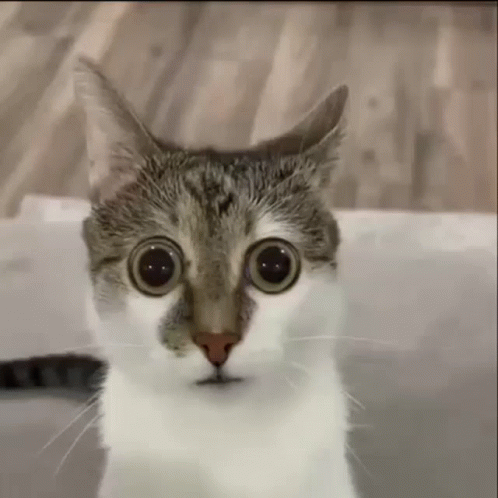 Cat Looking Away GIF