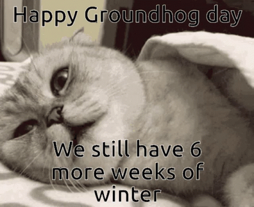 Cat Love Ground Hog GIF