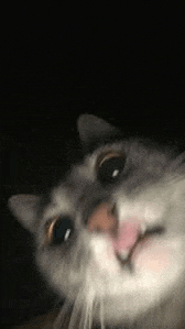 Cat Love Meme