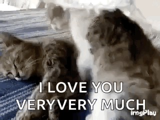Cat Love GIF