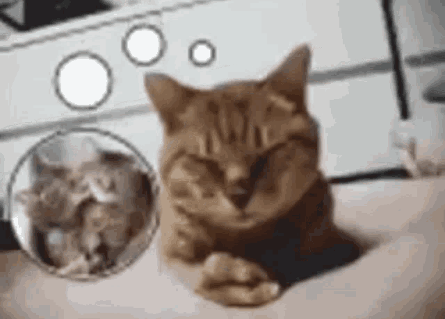 Cat Love GIF