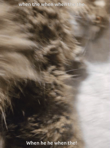 Cat GIF