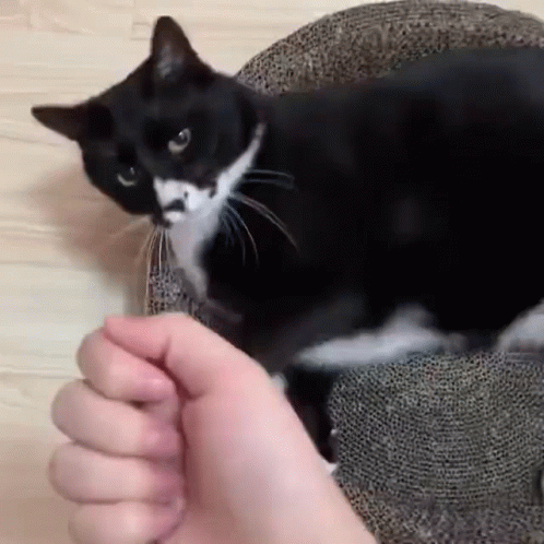 Cat GIF
