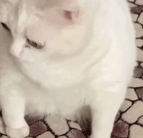 Cat Macska GIF