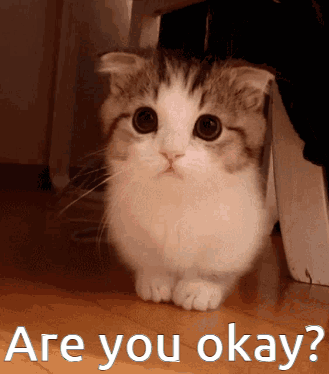 Cat GIF