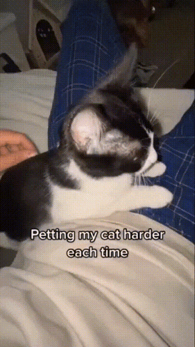 Cat Meme GIF