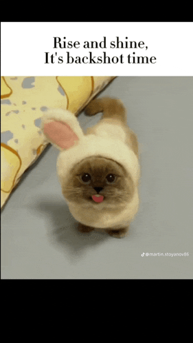 Cat Meme