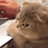 Cat Meme Angry GIF