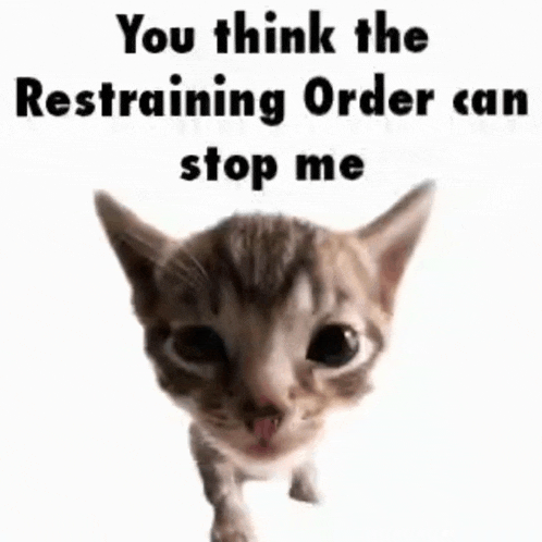 Cat Meme