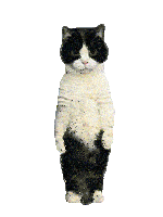 Cat Meme Sticker