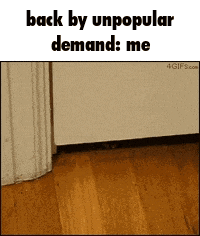 Cat Meme Cat Funny GIF