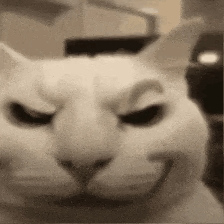 Cat Meme Cat Kiss GIF