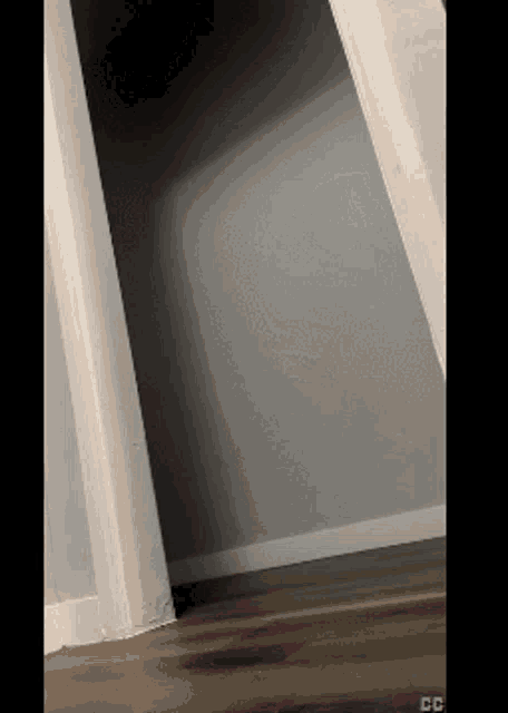 Cat Meme GIF
