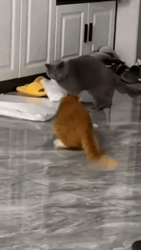 Cat Meme GIF