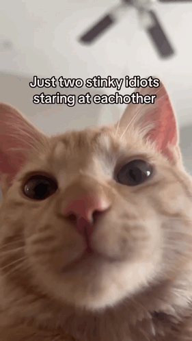 Cat Meme GIF. This 281 x 498 animated GIF is part of our porque no los dos collection. Related themes include cat, meme, staring. Created by RapisurazuriOr…