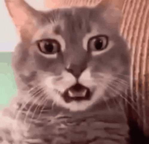 Cat Meme GIF