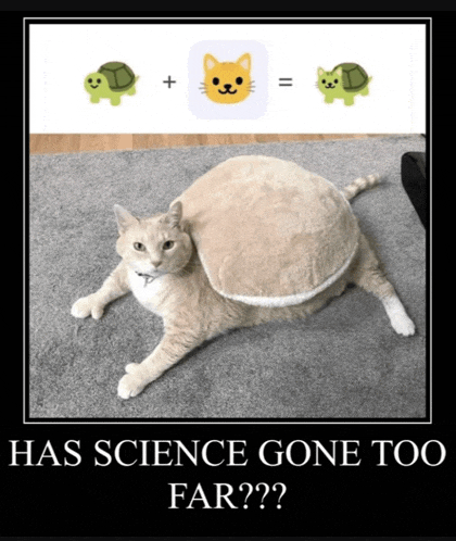 Cat Meme