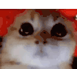 Cat Meme Gato Sticker