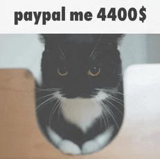 Cat Meme