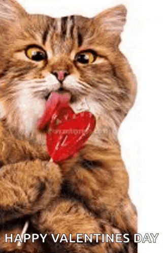 Cat Meme