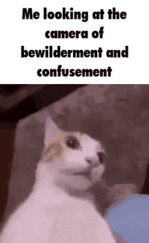 Cat Meme Huh GIF