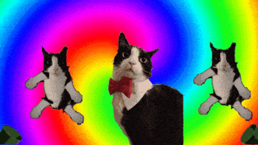 Cat Meme Jallu GIF