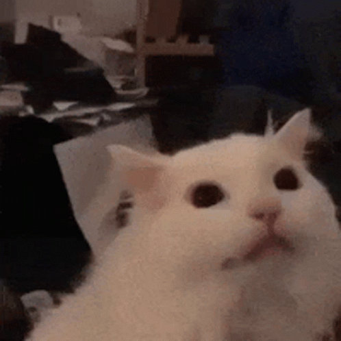 Cat Meme GIF