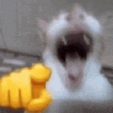 Cat Meme Laughing Gif GIF