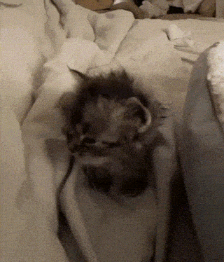 Cat Meme GIF