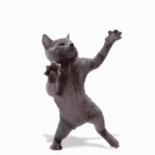 Cat Meme Meme