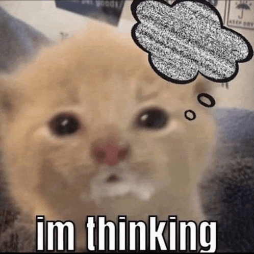 Cat Meme Meme