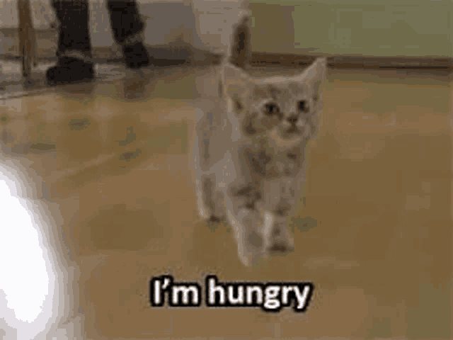 Cat Meme