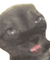 Cat Meme Sticker