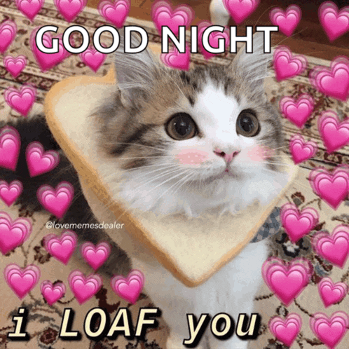 Cat Meme