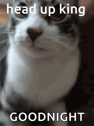 Cat Meme GIF. This 374 x 498 animated GIF is part of our lustige freitags bilder collection. Related themes include cat, cat meme, funny. Created by…