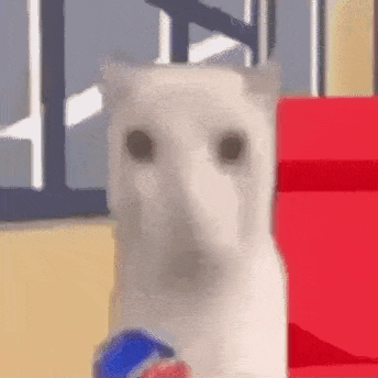 Cat Meme GIF